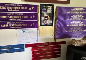Dog training achievements and certifications in Maryborough including NADAC trial awards