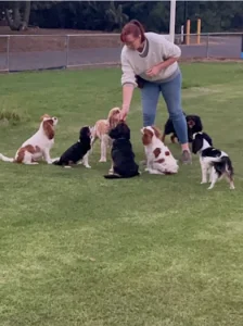 Puppy training session during dog training in Maryborough