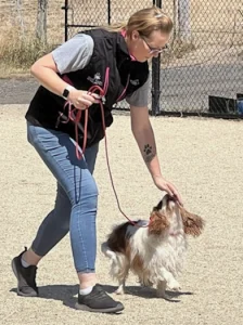 Dog training in Maryborough – private session working on lead skills